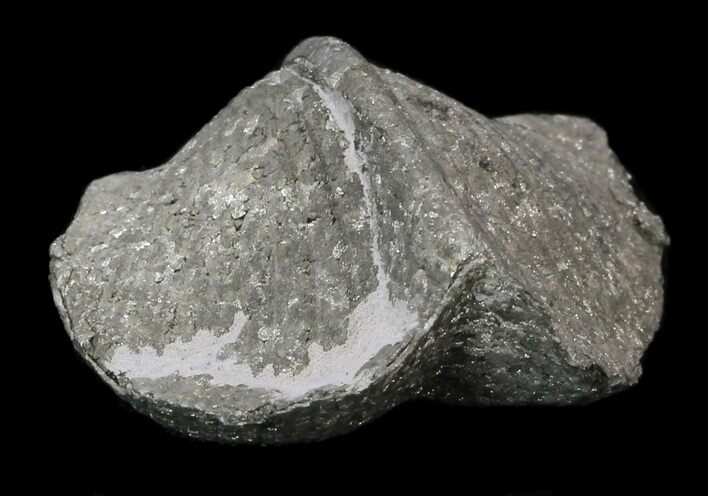 Nice Pyrite Replaced Brachiopod (Paraspirifer) - Ohio #34186